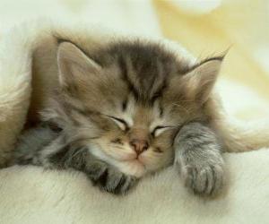 yapboz uyku, kedi yavrusu Islahı